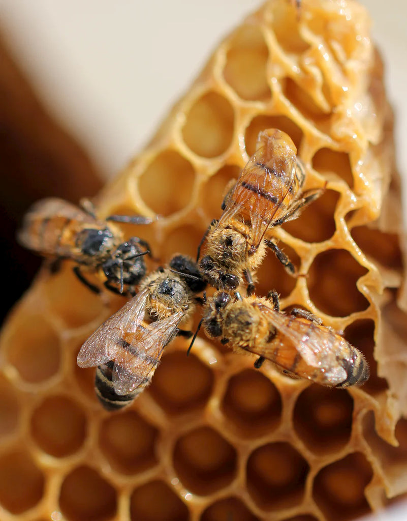 Bees working on a honeycomb, exemplifying the process of how bees make honey