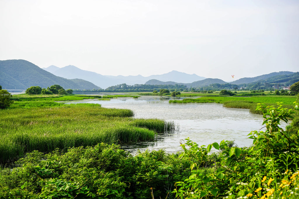 Scenic view of a marsh, a common type of wetland, with lush greenery and still waters under a mountainous backdrop.