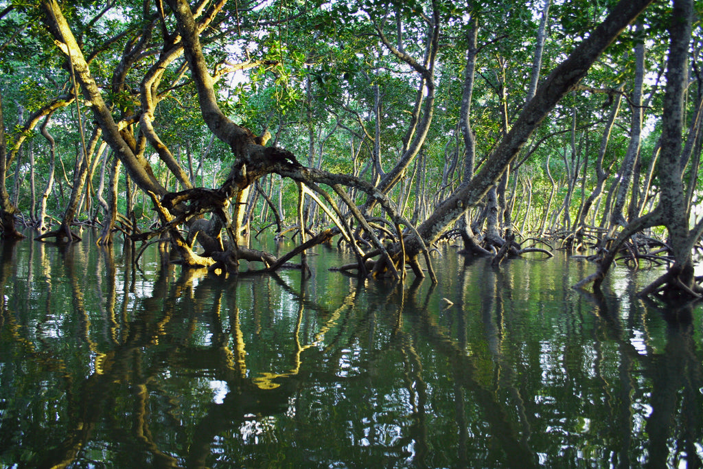 A serene mangrove wetland with intricate root systems submerged in water, representing the unique and vital types of wetlands crucial for coastal protection and biodiversity