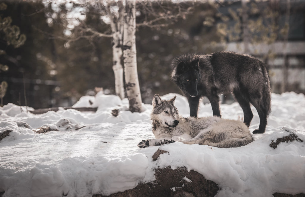 Majestic wolves in a snowy landscape, a testament to the wonders of wildlife and natural survival