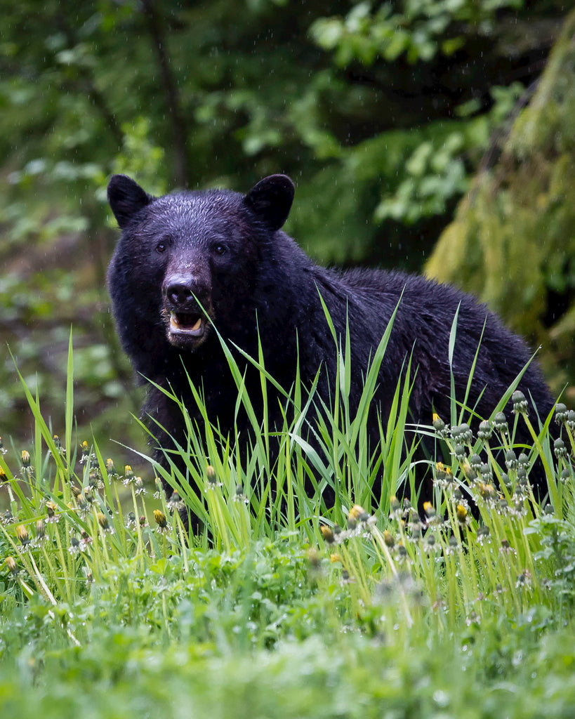 Black bear standing in a green field