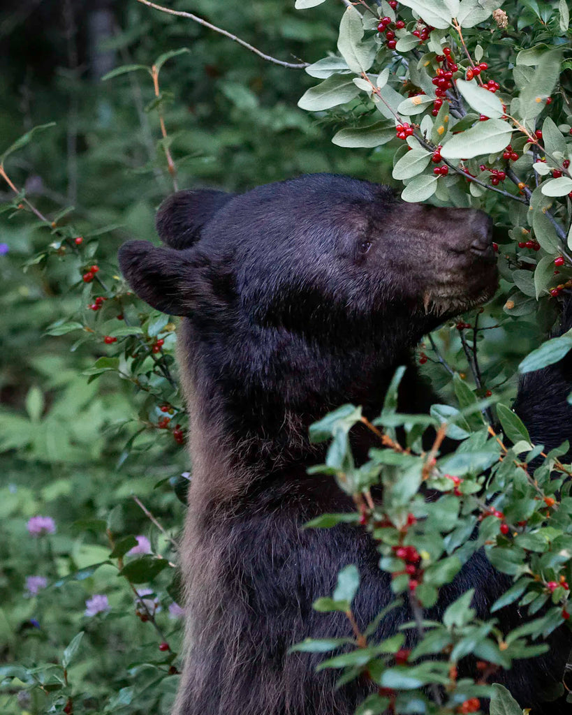 Black bear surrounded by green berry bushes snacking on red berries