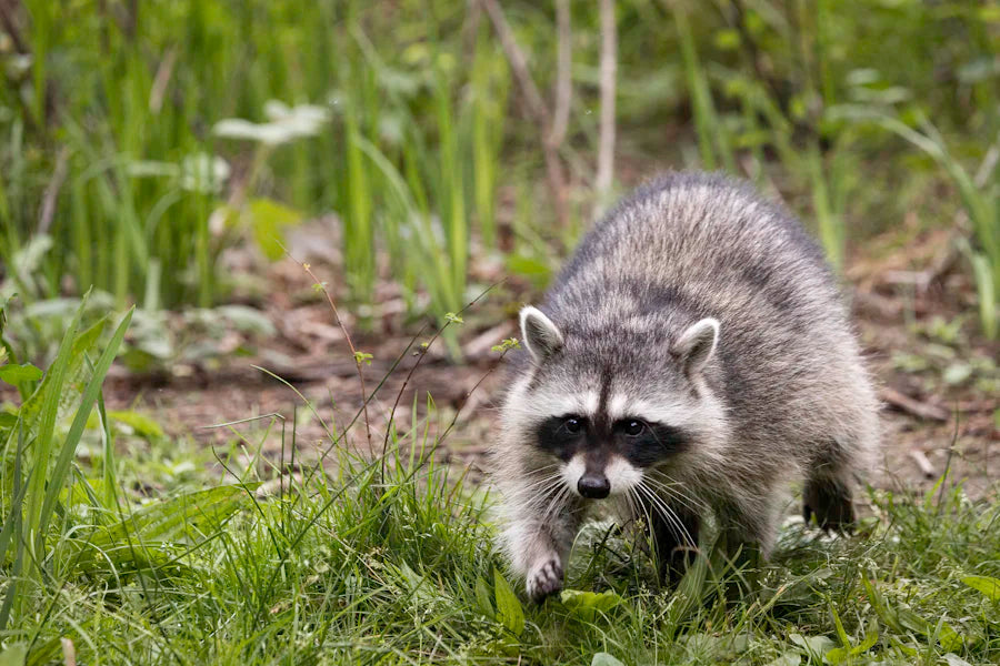 Raccoon foraging in the grass, a prime example of scavenger animals in their natural habitat.