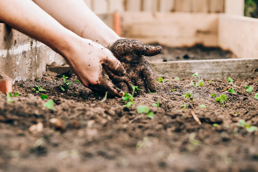 Close-up of hands planting seedlings in fertile soil, symbolizing the hands-on action of growing plants and the nurturing of the earth.