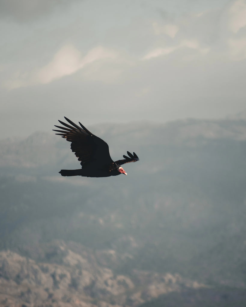 A majestic vulture in flight against a mountain backdrop, epitomizing scavenger animals in their natural habitat.