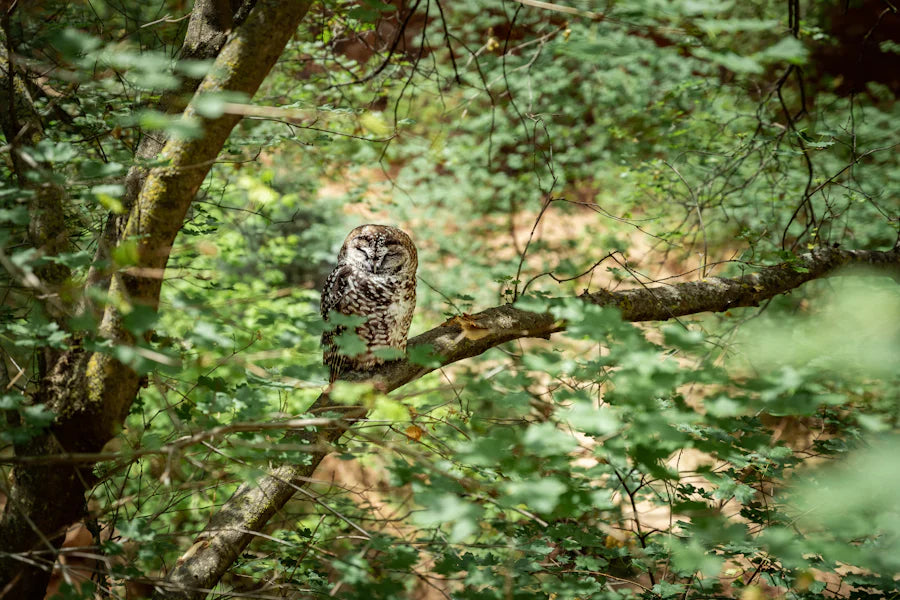 An owl nestled in the branches of a Utah tree, camouflaged yet vigilant, a testament to the adaptability of Utah wildlife