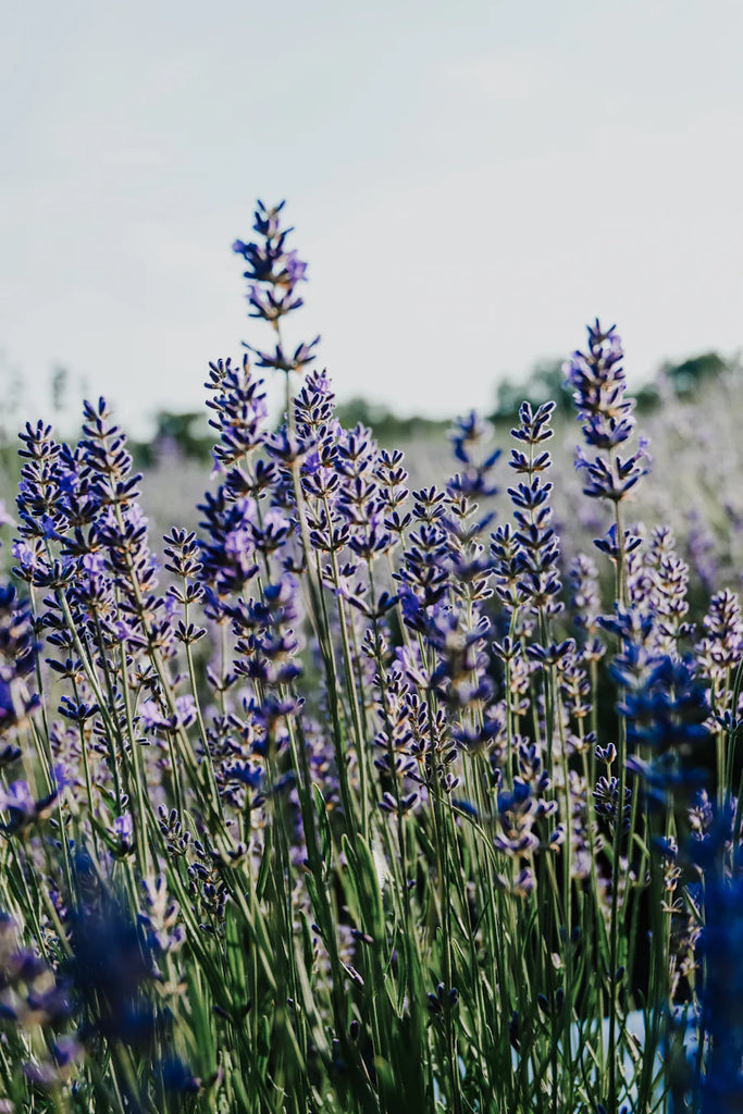 Stalks of purple lavender flourishing in a field, highlighted by a soft focus that captures the essence of a serene natural landscape.