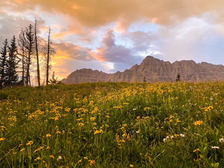 Sunset over a Colorado landscape blanketed with wildflowers, highlighting the state's natural beauty during wildflower season.
