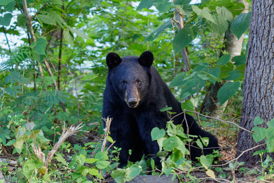 A curious black bear in its natural habitat, one of the many wildlife encounters to experience while exploring things to do in the Smoky Mountains.