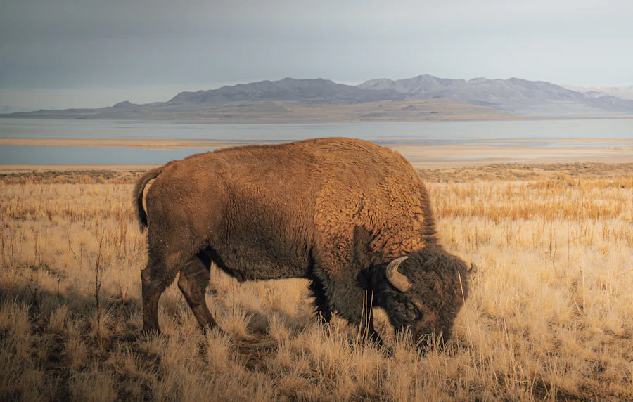 American bison grazing peacefully in the Utah wilderness, a testament to the enduring spirit of the American West