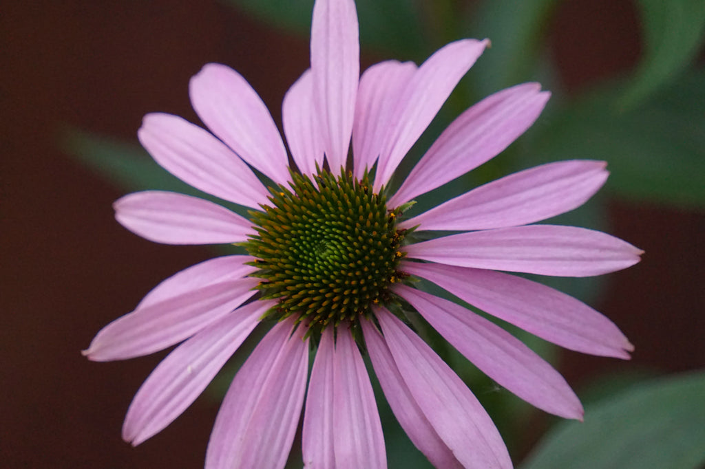 Macro shot of a purple wildflower, echinacea, with prominent petals and a spiky center against a soft green background.