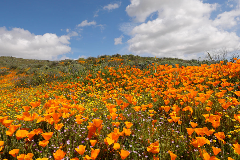 Bee-friendly wildflowers in California, thriving with native plants and buzzing with local bee species.