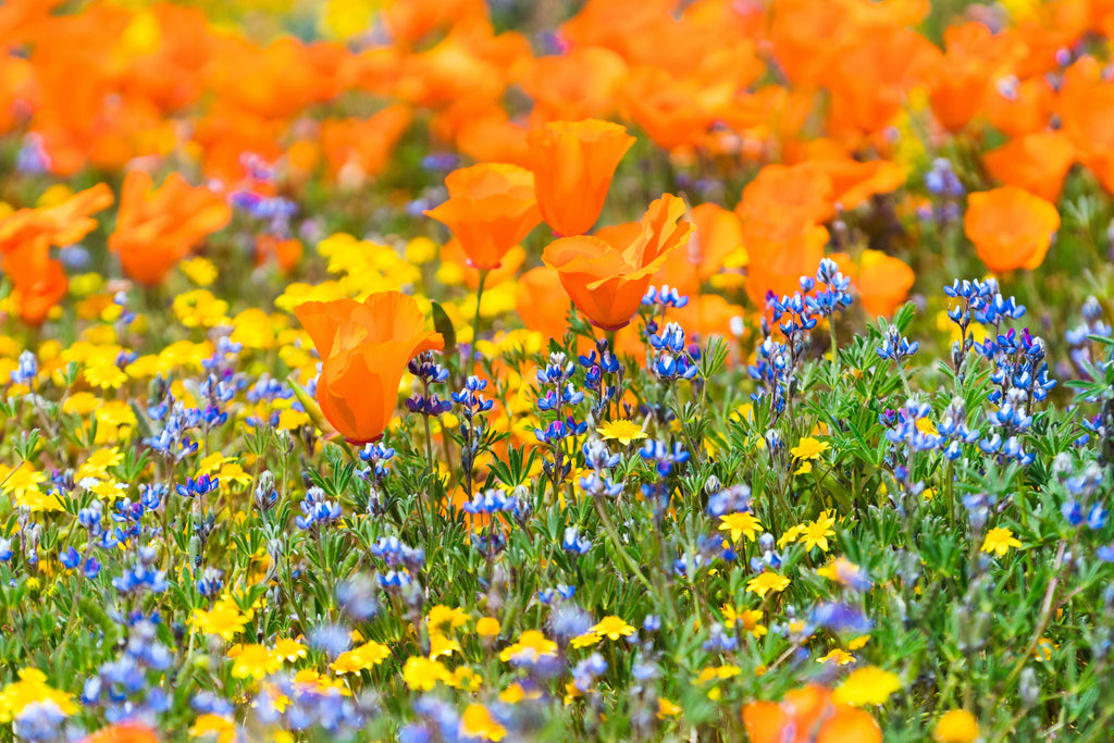 Vibrant California Poppies and Blue Lupines flourishing in a lush field of wildflowers