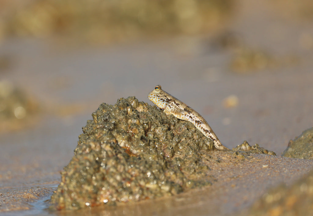 Mudskipper perched on wet rock exemplifying amphibious fish breathing in water