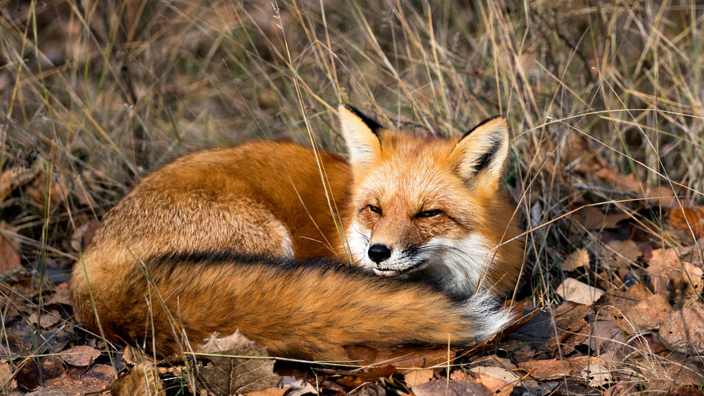 Red Fox found in Utah