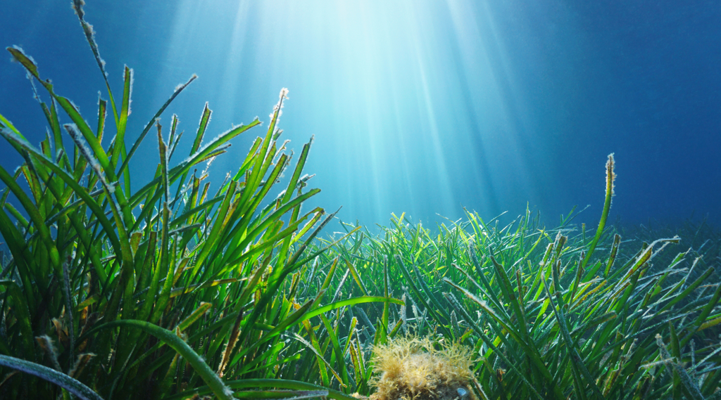 Sunlight streaming down on a seagrass bed in the ocean. Where do octopuses live? They often inhabit seagrass beds, finding food and shelter in these underwater meadows.