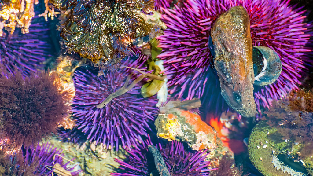 Sea Urchins and marine snails in their natural habitat, showcasing the diverse marine life found in tide pools.