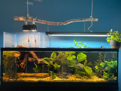 turtle tank idea