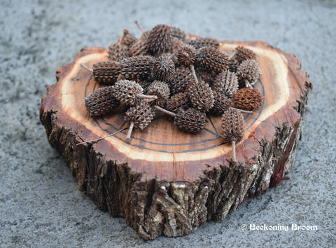 A pile of casuarina she-oak seed pods resting on a pentagram disk