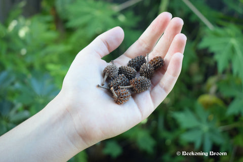 A hand holding a pile of casuarina she-oak seed pods