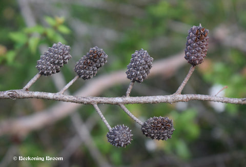 6 casuarina she-oak seed pods on a branch