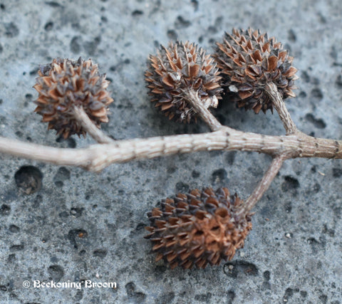 4 casuarina she-oak seed pods on a branch