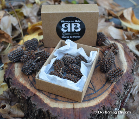 A pile of casuarina she-oak seed pods in a match box with resting on a pentagram disk
