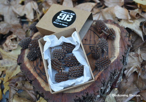 She-oak seed pods in a match box with seed pods around it resting on a pentagram disk