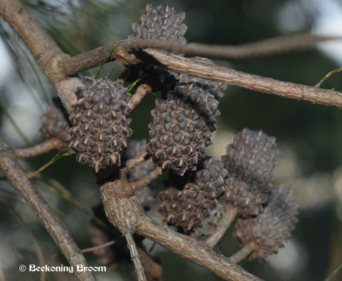 A bunch of casuarina she-oak seed pods growing on a branch