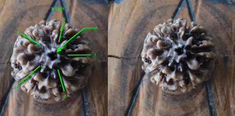Beckoning Broom side-by-side image of tears of shiva Australian Rudraksha, blue quandong, showing how to identify clefts for reading metaphysical meaning resting on a wooden disk with pentagram pyrography