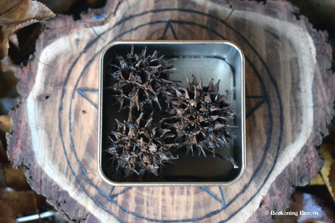 Three witches burrs in a tin box resting on a piece of wood with a pentagram on it nestled on a bed of leaves.