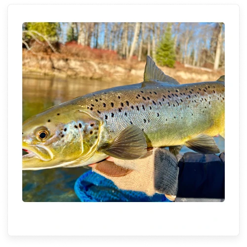 Blood Run Steelhead Fishing