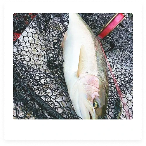 10LB Centerpin Float Fishing Main Line from Blood Run Fishing