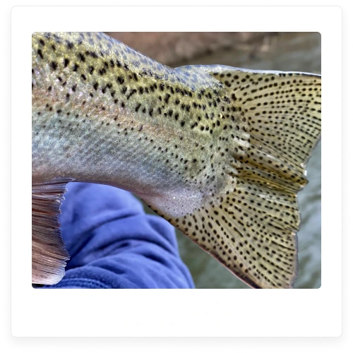 Salmon Trout Steelhead Fluorocarbon Fishing Line Leader 50 Yards – Blood  Run Fishing