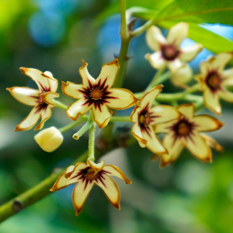 flowers of the kola plant