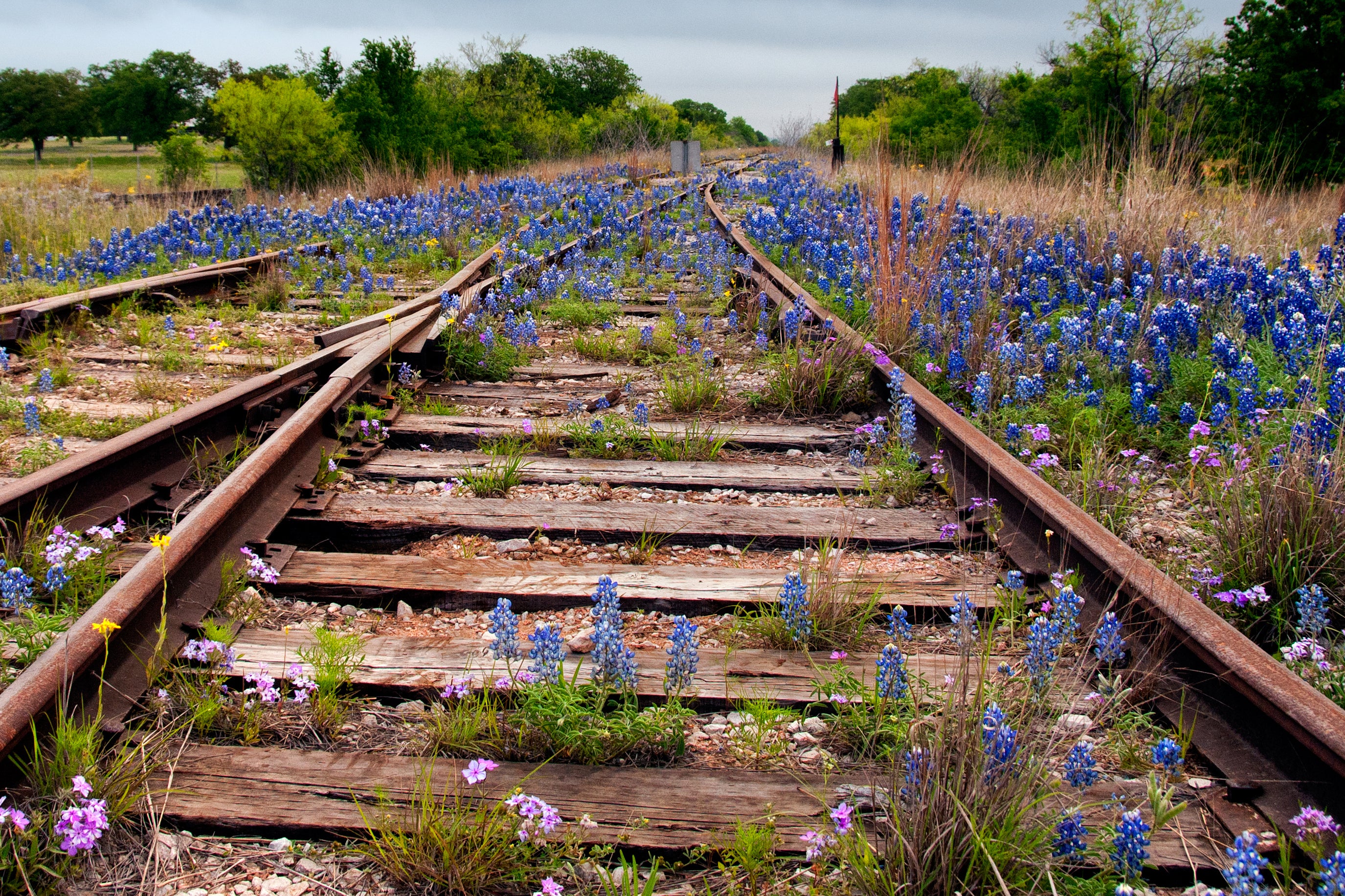 Texas Hill Country junction with bluebonnets creeping