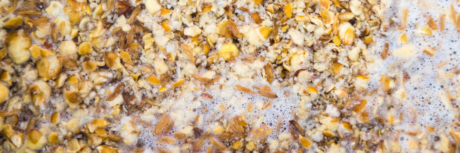 Crushed barley and corn fermenting in mash tun