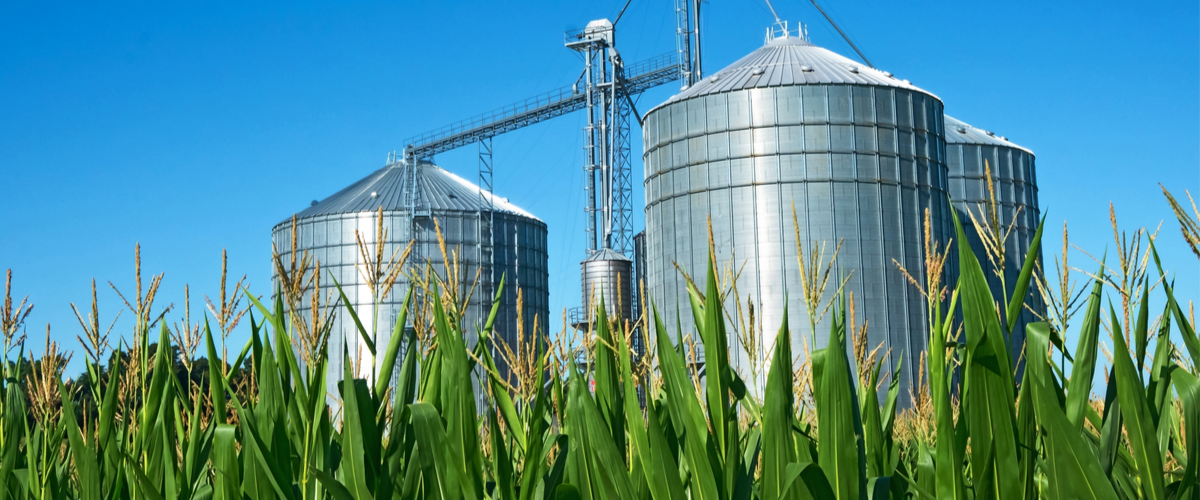 Grain elevator silos and midsummer corn in Southwestern Michigan
