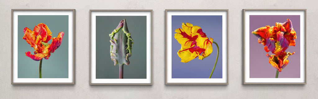 Photographie de fleurs de tulipes perroquets primée par Tim Platt