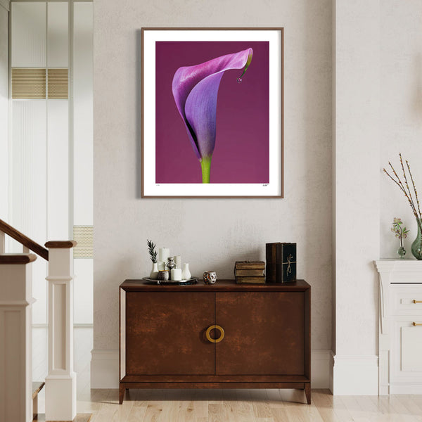 Calla Lily 40" framed print by Tim Platt Fine Art