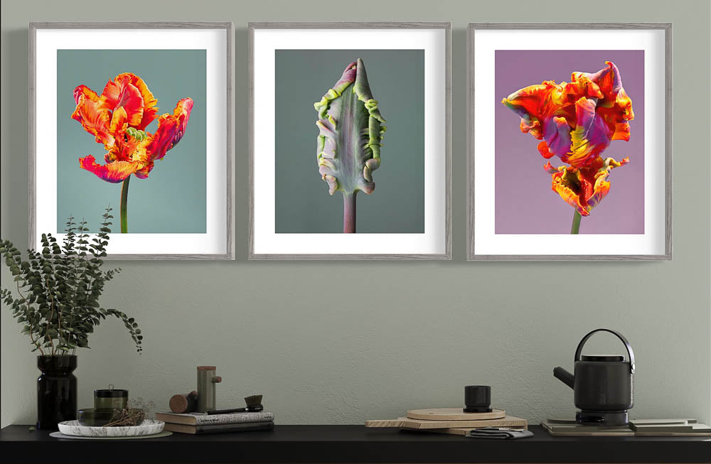 Parrot tulip framed triptych by photographer Tim Platt