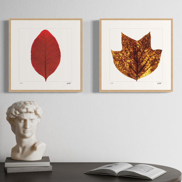 Feuilles d'automne 12 pouces Petite édition du photographe Tim Platt