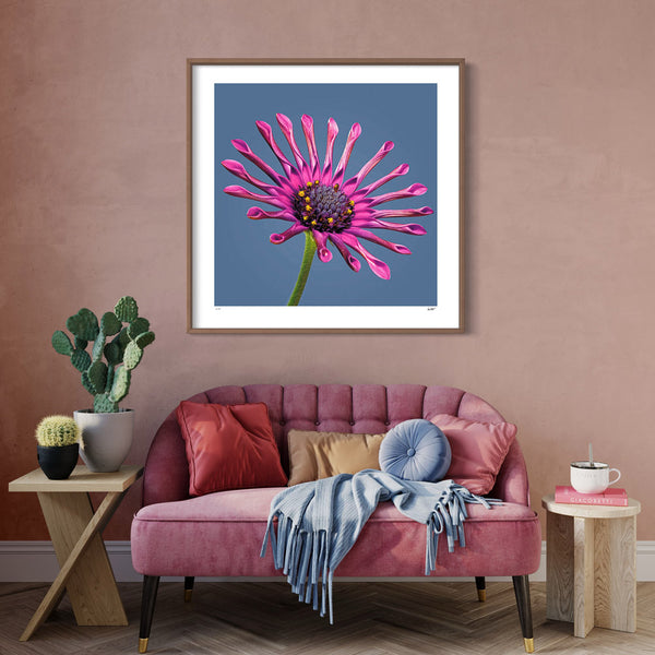 Whirlygig Cape daisy 30 inch Large edition by photographer Tim Platt