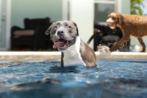 dog in pool