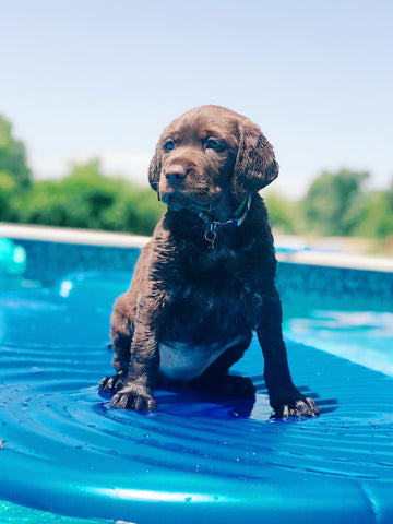 dog on pool floatie 