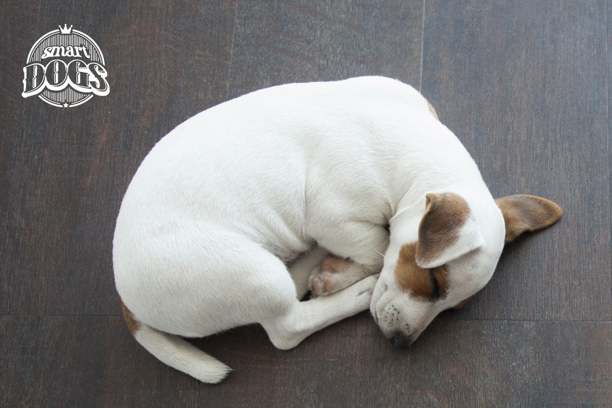 Tu perro se puede cansar rápidamente si no está acostumbrado.