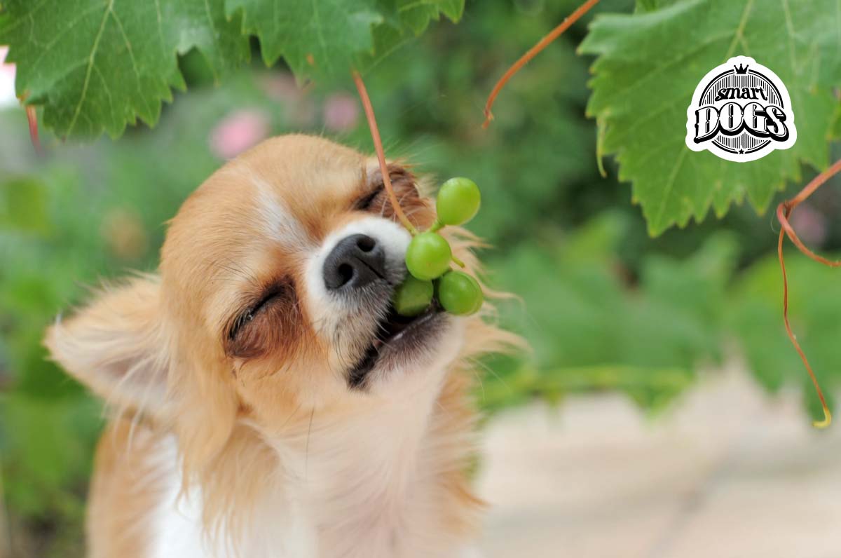 Las uvas y pasas son alimentos que no debe comer tu perro