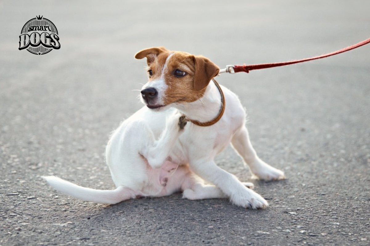 El primer síntoma de que tu perrito puede tener pulgas es si se rasca constantemente, más vale prevenir que lamentar.