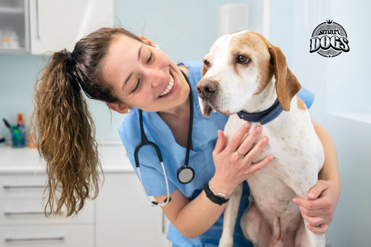 Veterinaria especializada en perros: por qué es importante llevar a tu mascota al veterinario