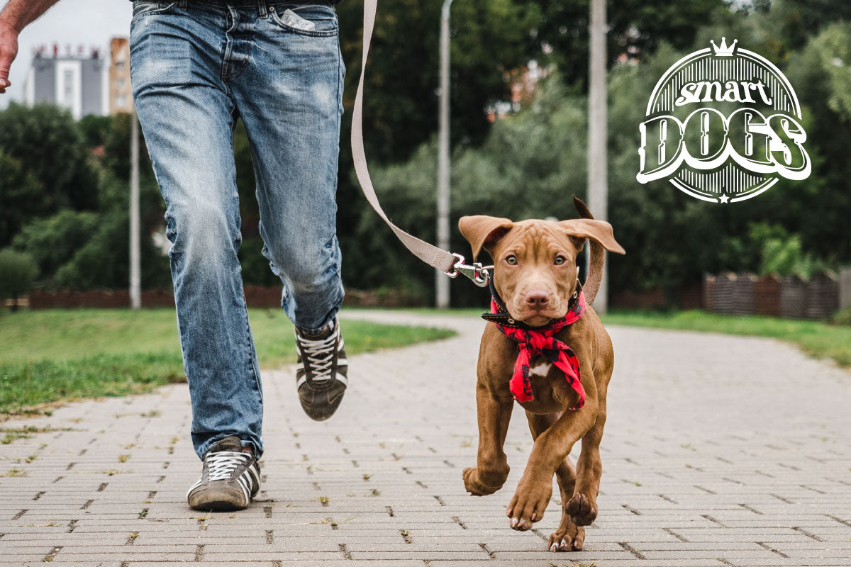 Pasear a tu perro también puede ser una gran actividad social para ti.